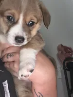 Chase, a male Jack Russell Terrier and Cardigan Welsh Corgi for sale in Paonia, CO – 2 of 3