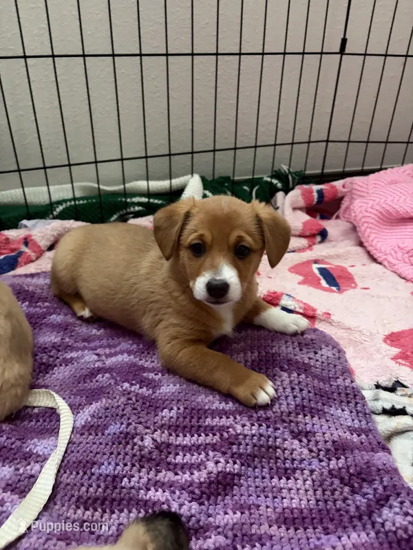 Spot – Pembroke Welsh Corgi puppy for sale in Paonia, CO