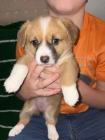 Star, a female Jack Russell Terrier and Cardigan Welsh Corgi for sale in Paonia, CO – 4 of 6