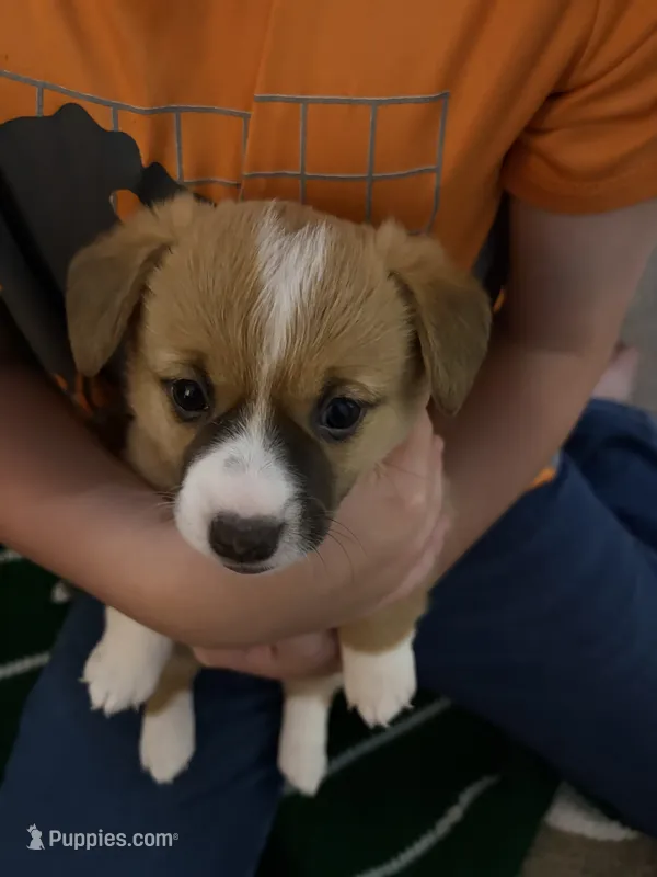 Star – Jack Russell Terrier, Cardigan Welsh Corgi puppy for sale in Paonia, CO