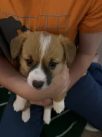 Star, a female Jack Russell Terrier and Cardigan Welsh Corgi for sale in Paonia, CO – 1 of 6