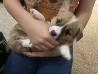 Star, a female Jack Russell Terrier and Cardigan Welsh Corgi for sale in Paonia, CO – 6 of 6