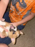 Star, a female Jack Russell Terrier and Cardigan Welsh Corgi for sale in Paonia, CO – 3 of 6