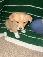 Bubbles, a male Jack Russell Terrier and Cardigan Welsh Corgi for sale in Paonia, CO – 1 of 3