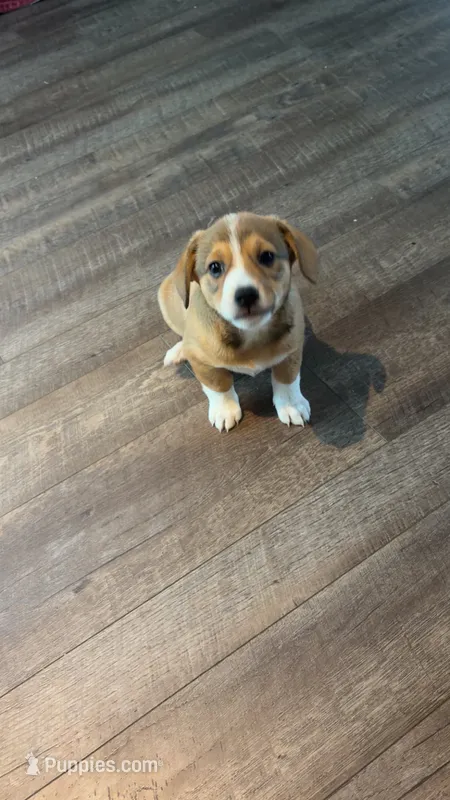 Chase – Pembroke Welsh Corgi puppy for sale in Paonia, CO