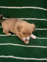 Spot, a female Cardigan Welsh Corgi for sale in Paonia, CO – 5 of 6