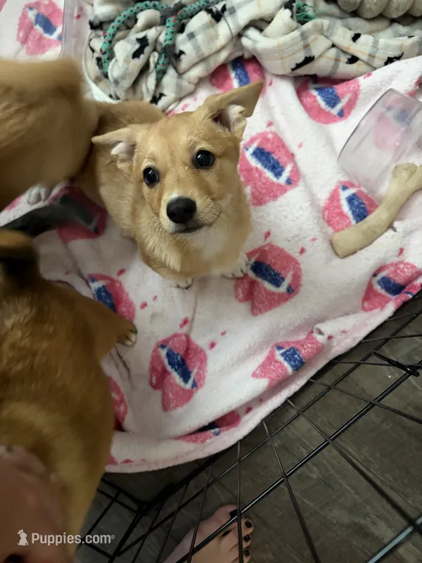 Yoda – Pembroke Welsh Corgi puppy for sale in Paonia, CO