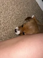 Spot, a female Jack Russell Terrier and Cardigan Welsh Corgi for sale in Paonia, CO – 1 of 3