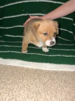 Spot, a female Jack Russell Terrier and Cardigan Welsh Corgi for sale in Paonia, CO – 2 of 3