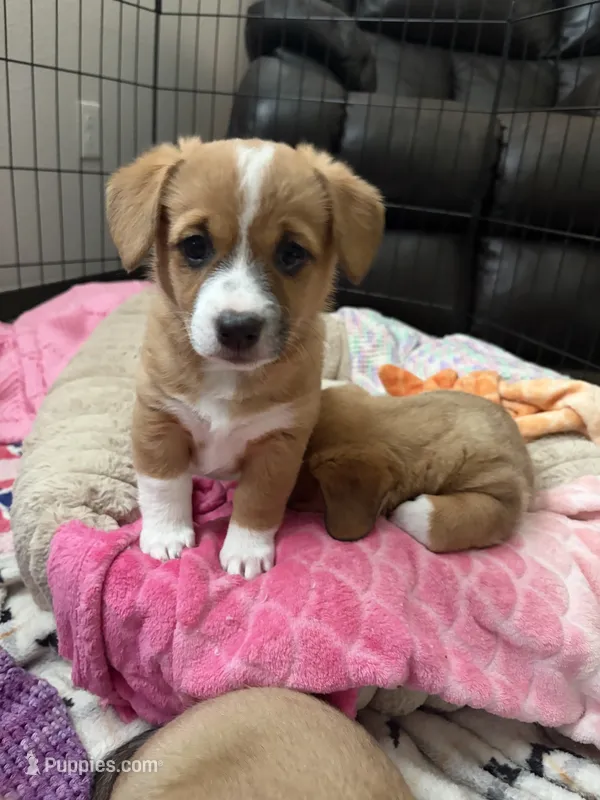 Star – Pembroke Welsh Corgi puppy for sale in Paonia, CO