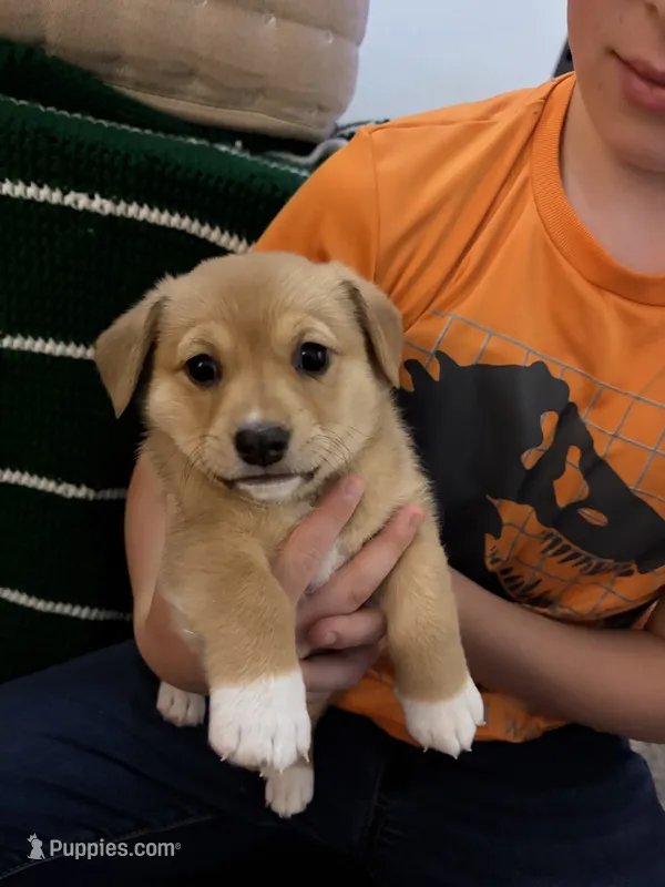 Yoda – Jack Russell Terrier, Cardigan Welsh Corgi puppy for sale in Paonia, CO