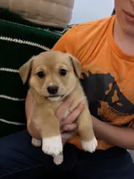 Yoda, a male Jack Russell Terrier and Cardigan Welsh Corgi for sale in Paonia, CO – 1 of 1