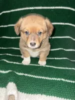 Buffy, a female Jack Russell Terrier and Cardigan Welsh Corgi for sale in Paonia, CO – 2 of 2
