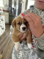 Star, a female Jack Russell Terrier and Cardigan Welsh Corgi for sale in Paonia, CO – 5 of 6