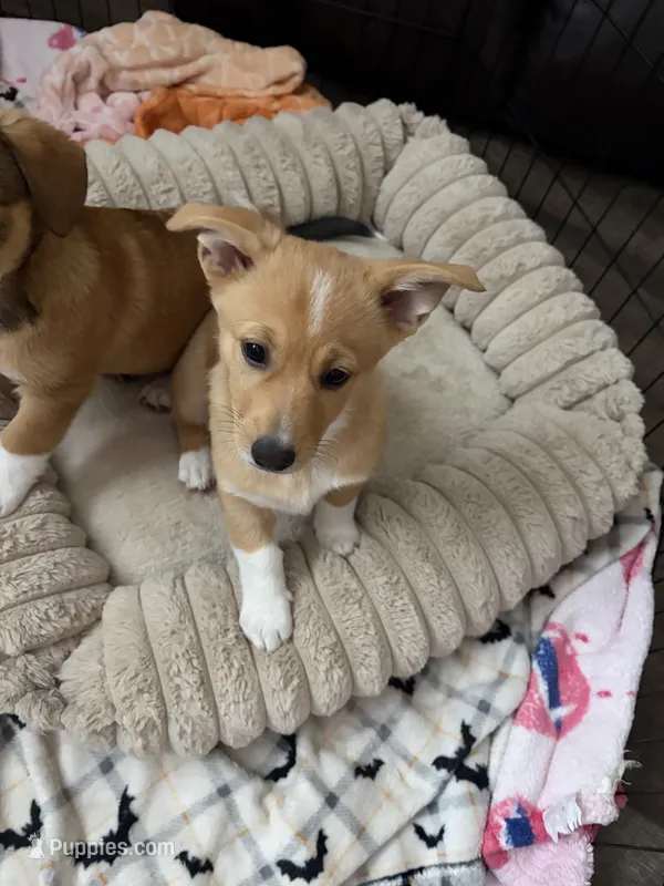 Bubbles – Pembroke Welsh Corgi puppy for sale in Paonia, CO