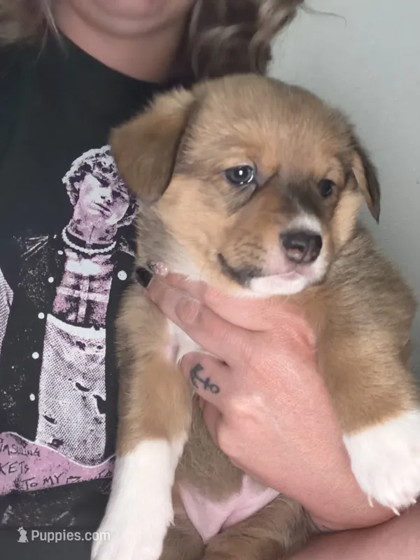 Buffy – Jack Russell Terrier, Cardigan Welsh Corgi puppy for sale in Paonia, CO