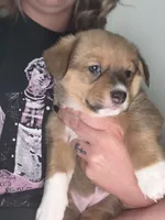 Buffy, a female Jack Russell Terrier and Cardigan Welsh Corgi for sale in Paonia, CO – 1 of 2