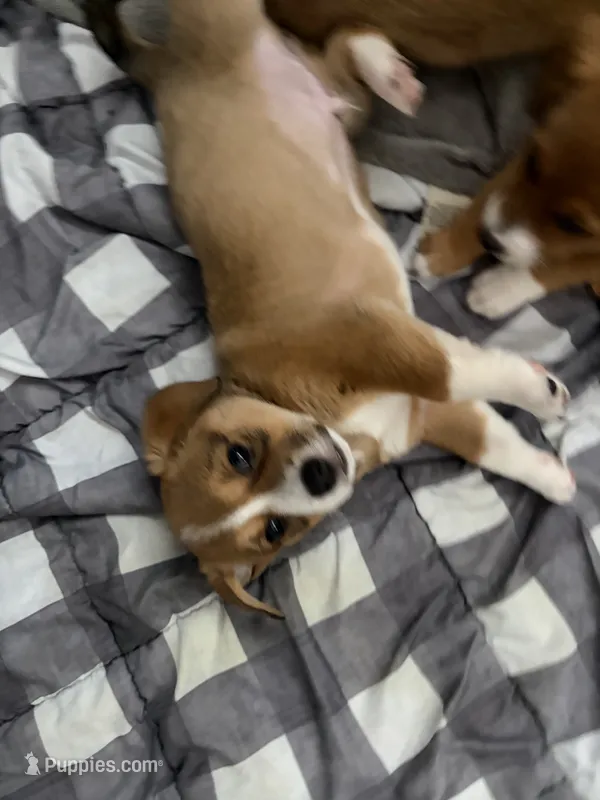 Chase – Pembroke Welsh Corgi puppy for sale in Paonia, CO