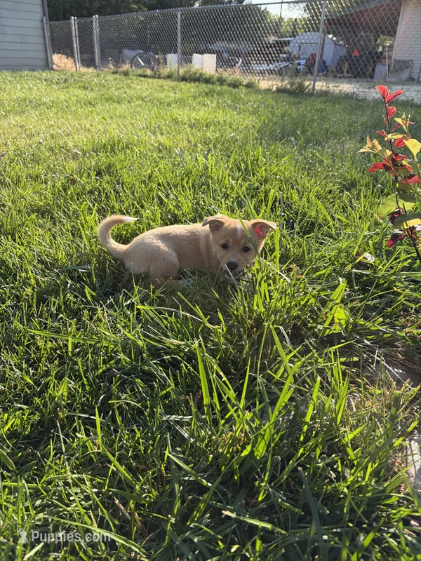 Bubbles, a male Pembroke Welsh Corgi for sale in Paonia, CO – 1 of 4