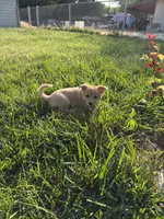 Bubbles, a male Pembroke Welsh Corgi for sale in Paonia, CO – 1 of 4
