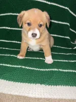 Spot, a female Cardigan Welsh Corgi for sale in Paonia, CO – 4 of 6