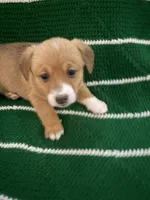 Spot, a female Cardigan Welsh Corgi for sale in Paonia, CO – 6 of 6