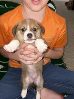 Chase, a male Jack Russell Terrier and Cardigan Welsh Corgi for sale in Paonia, CO – 3 of 3