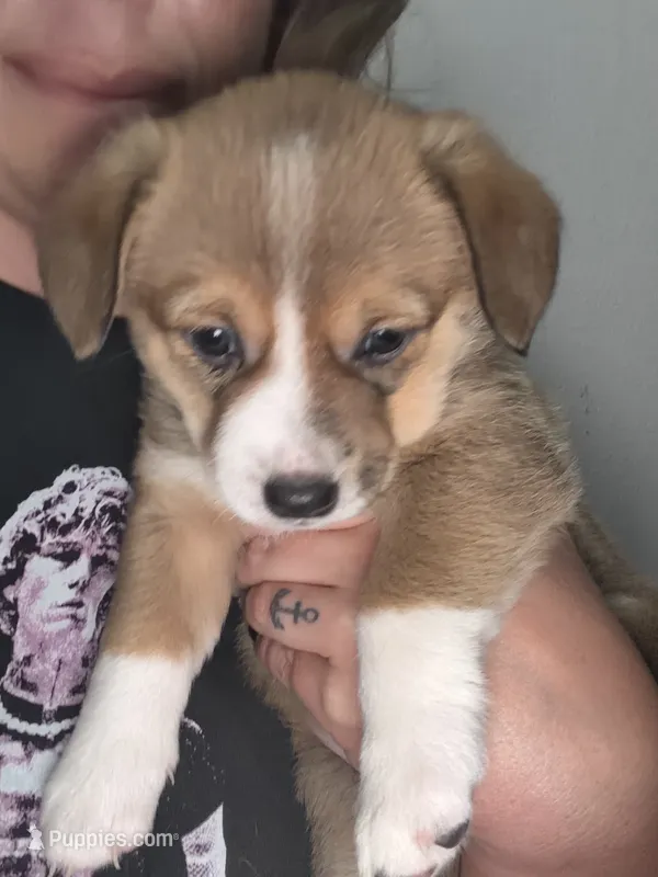 Chase – Jack Russell Terrier, Cardigan Welsh Corgi puppy for sale in Paonia, CO