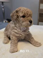 5 boss and 2 girls, a male Miniature Goldendoodle for sale in Greenbrier, TN – Photo 1 of 8