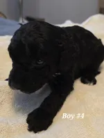 5 boss and 2 girls, a male Miniature Goldendoodle for sale in Greenbrier, TN – Photo 5 of 8