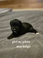 5 boss and 2 girls, a male Miniature Goldendoodle for sale in Greenbrier, TN – Photo 8 of 8