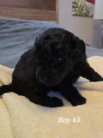 5 boss and 2 girls, a male Miniature Goldendoodle for sale in Greenbrier, TN – Photo 6 of 8