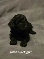 5 boss and 2 girls, a male Miniature Goldendoodle for sale in Greenbrier, TN – Photo 4 of 8