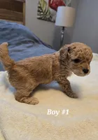 5 boss and 2 girls, a male Miniature Goldendoodle for sale in Greenbrier, TN – Photo 2 of 8