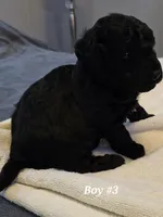 5 boss and 2 girls, a male Miniature Goldendoodle for sale in Greenbrier, TN – Photo 3 of 8