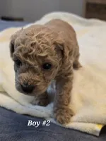 5 boss and 2 girls, a male Miniature Goldendoodle for sale in Greenbrier, TN – Photo 7 of 8