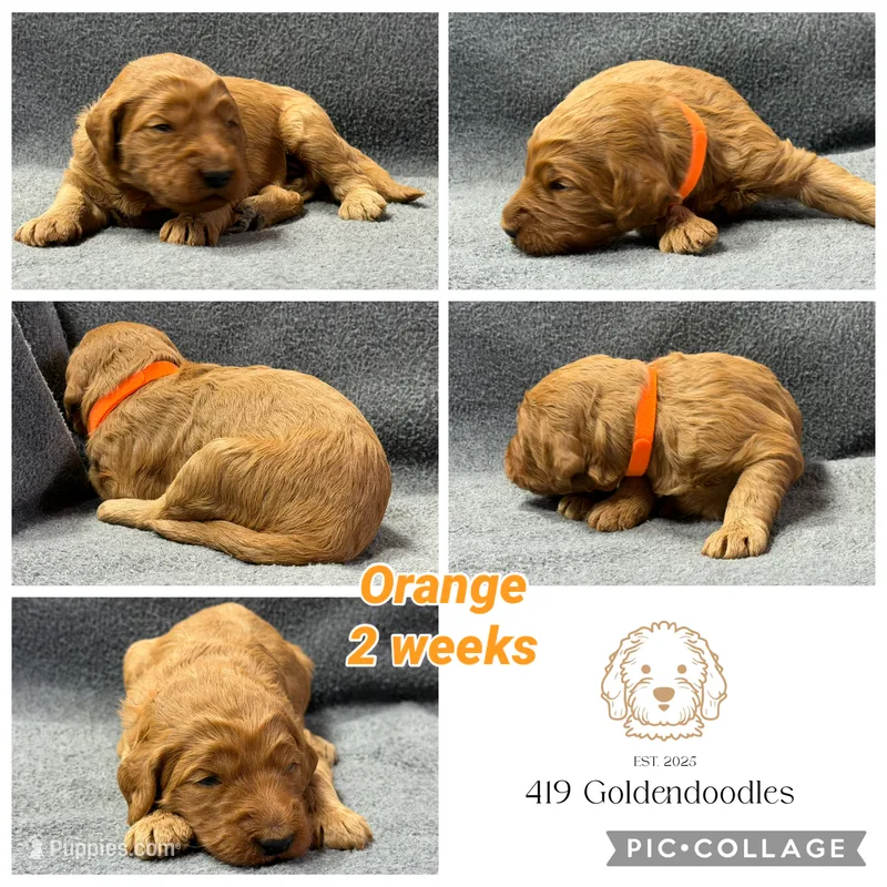 Orange – Goldendoodle puppy for sale in Rockford, OH
