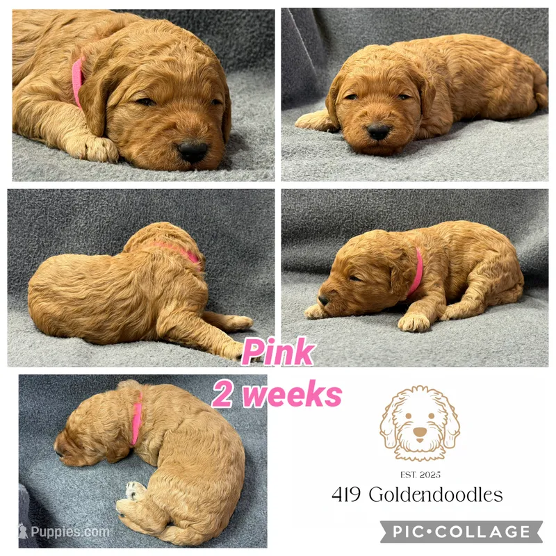 Pink – Goldendoodle puppy for sale in Rockford, OH