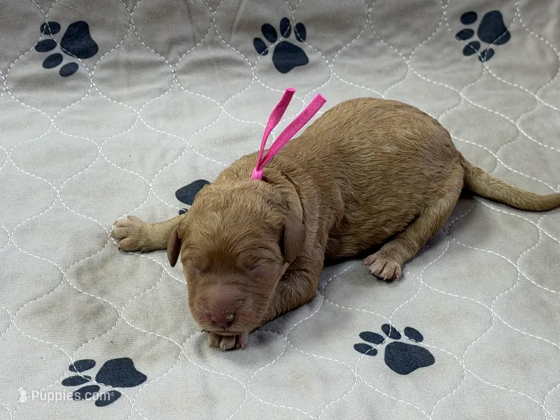 Pink – Goldendoodle puppy for sale in Rockford, OH