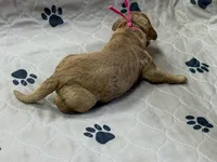 Pink, a female Goldendoodle for sale in Rockford, OH – Photo 2 of 2