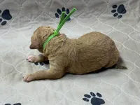 Green, a male Goldendoodle for sale in Rockford, OH – Photo 2 of 2