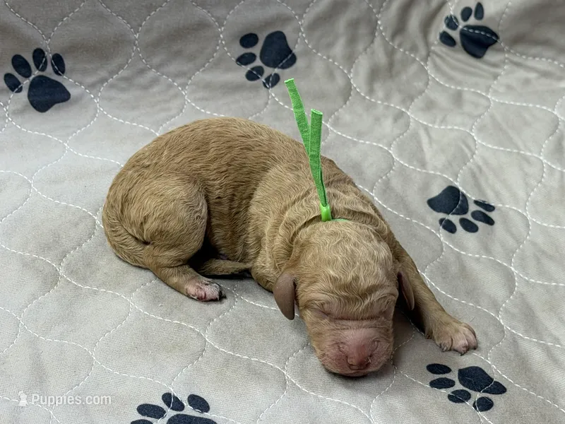 Green – Goldendoodle puppy for sale in Rockford, OH