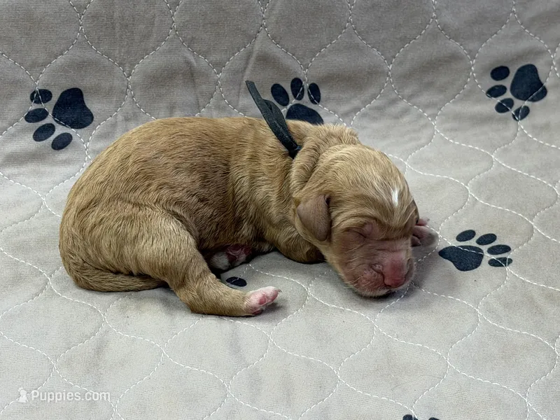 Black – Goldendoodle puppy for sale in Rockford, OH