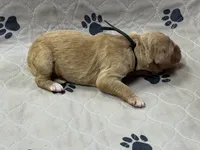 Black, a male Goldendoodle for sale in Rockford, OH – Photo 2 of 2