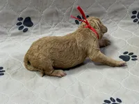 Red, a male Goldendoodle for sale in Rockford, OH – Photo 2 of 2