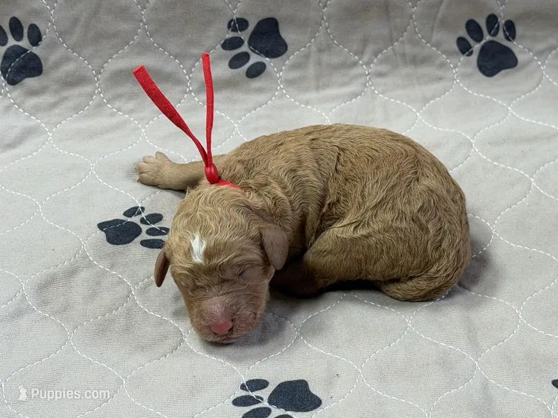 Red – Goldendoodle puppy for sale in Rockford, OH