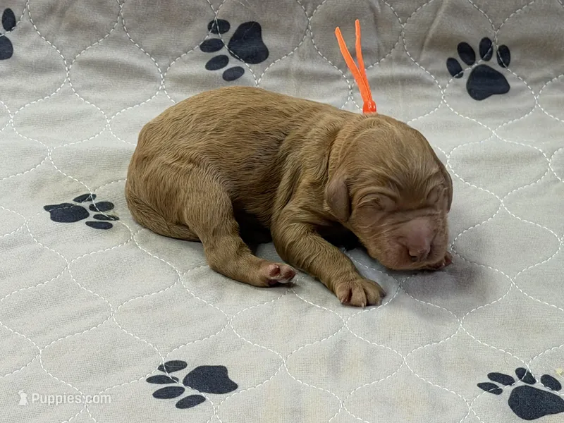 Orange – Goldendoodle puppy for sale in Rockford, OH