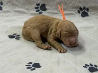 Orange, a female Goldendoodle for sale in Rockford, OH – Photo 1 of 2