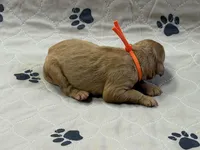 Orange, a female Goldendoodle for sale in Rockford, OH – Photo 2 of 2