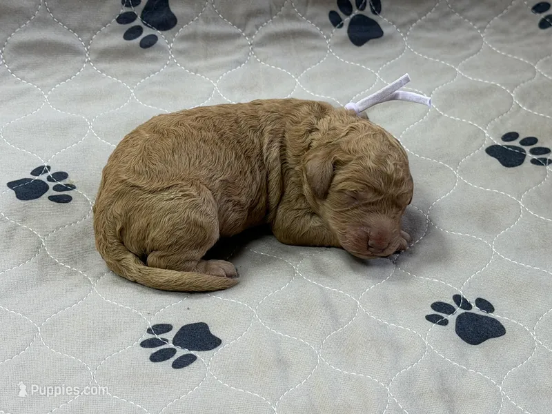 Plum – Goldendoodle puppy for sale in Rockford, OH